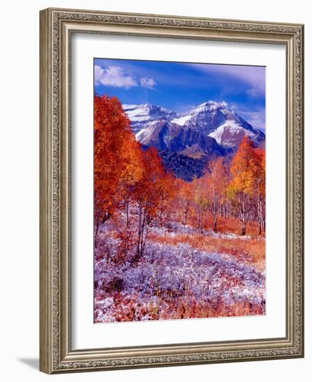 Fall Aspen Trees and Early Snow, Timpanogos, Wasatch Mountains, Utah, USA-Howie Garber-Framed Photographic Print