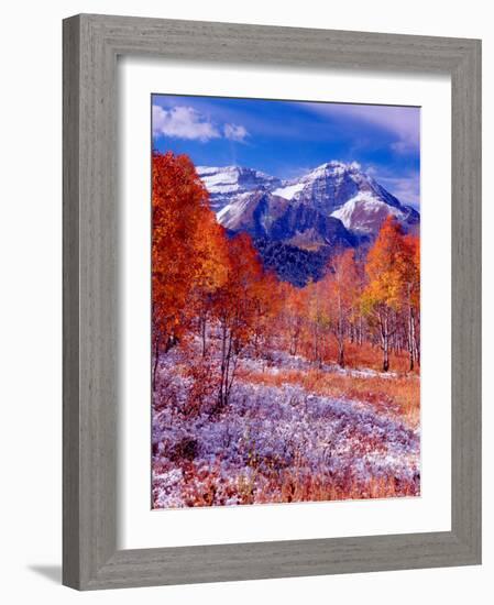 Fall Aspen Trees and Early Snow, Timpanogos, Wasatch Mountains, Utah, USA-Howie Garber-Framed Photographic Print