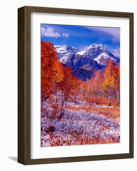Fall Aspen Trees and Early Snow, Timpanogos, Wasatch Mountains, Utah, USA-Howie Garber-Framed Photographic Print
