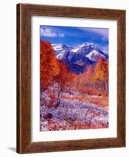 Fall Aspen Trees and Early Snow, Timpanogos, Wasatch Mountains, Utah, USA-Howie Garber-Framed Photographic Print