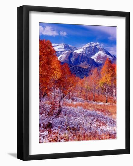 Fall Aspen Trees and Early Snow, Timpanogos, Wasatch Mountains, Utah, USA-Howie Garber-Framed Photographic Print