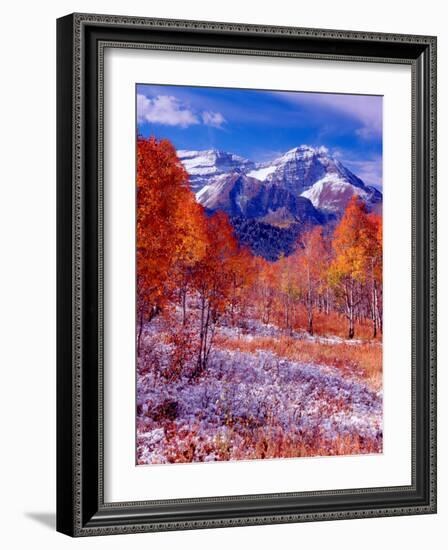 Fall Aspen Trees and Early Snow, Timpanogos, Wasatch Mountains, Utah, USA-Howie Garber-Framed Photographic Print