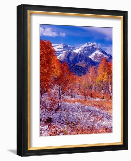 Fall Aspen Trees and Early Snow, Timpanogos, Wasatch Mountains, Utah, USA-Howie Garber-Framed Photographic Print