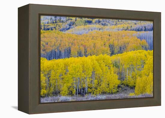 Fall Aspen Trees Near Guardsman's Pass Near Park City, Utah-Howie Garber-Framed Premier Image Canvas