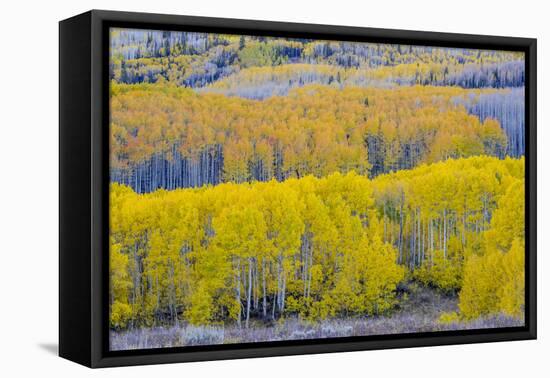 Fall Aspen Trees Near Guardsman's Pass Near Park City, Utah-Howie Garber-Framed Premier Image Canvas