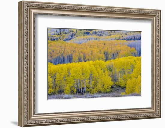 Fall Aspen Trees Near Guardsman's Pass Near Park City, Utah-Howie Garber-Framed Photographic Print