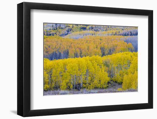 Fall Aspen Trees Near Guardsman's Pass Near Park City, Utah-Howie Garber-Framed Photographic Print