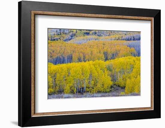 Fall Aspen Trees Near Guardsman's Pass Near Park City, Utah-Howie Garber-Framed Photographic Print