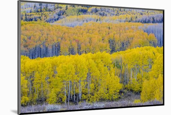 Fall Aspen Trees Near Guardsman's Pass Near Park City, Utah-Howie Garber-Mounted Photographic Print