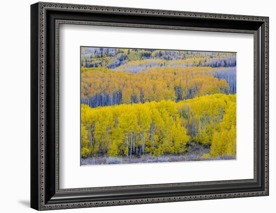 Fall Aspen Trees Near Guardsman's Pass Near Park City, Utah-Howie Garber-Framed Photographic Print