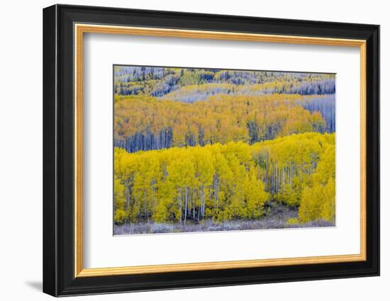 Fall Aspen Trees Near Guardsman's Pass Near Park City, Utah-Howie Garber-Framed Photographic Print