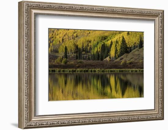 Fall aspen trees reflected on Crystal Lake at sunrise, Ouray, Colorado-Adam Jones-Framed Photographic Print