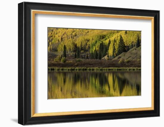 Fall aspen trees reflected on Crystal Lake at sunrise, Ouray, Colorado-Adam Jones-Framed Photographic Print
