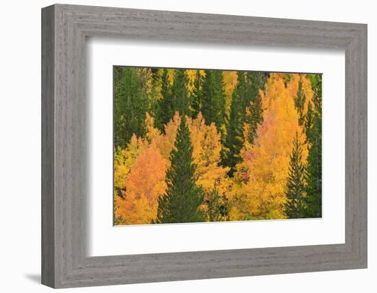 Fall Aspens and Pines Along Bishop Creek, Inyo National Forest, California-Russ Bishop-Framed Photographic Print