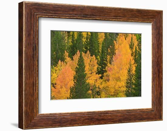 Fall Aspens and Pines Along Bishop Creek, Inyo National Forest, California-Russ Bishop-Framed Photographic Print