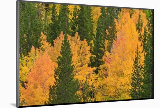 Fall Aspens and Pines Along Bishop Creek, Inyo National Forest, California-Russ Bishop-Mounted Photographic Print