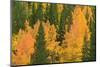 Fall Aspens and Pines Along Bishop Creek, Inyo National Forest, California-Russ Bishop-Mounted Photographic Print