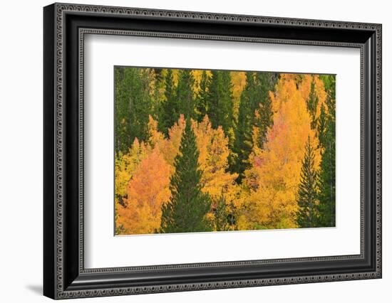 Fall Aspens and Pines Along Bishop Creek, Inyo National Forest, California-Russ Bishop-Framed Photographic Print