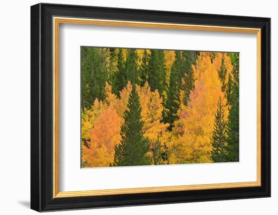 Fall Aspens and Pines Along Bishop Creek, Inyo National Forest, California-Russ Bishop-Framed Photographic Print