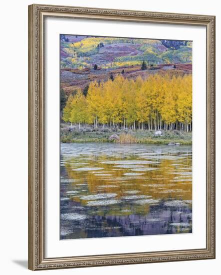 Fall Aspens Reflecting in a Pond-Don Paulson-Framed Giclee Print