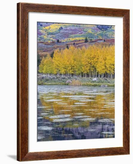 Fall Aspens Reflecting in a Pond-Don Paulson-Framed Giclee Print