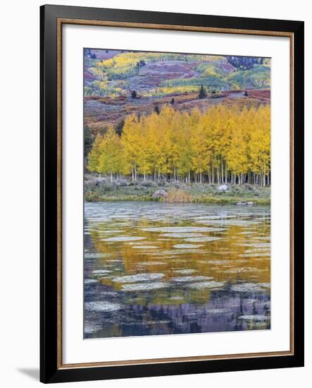 Fall Aspens Reflecting in a Pond-Don Paulson-Framed Giclee Print