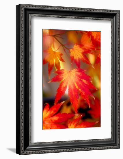 Fall Back-Philippe Sainte-Laudy-Framed Photographic Print