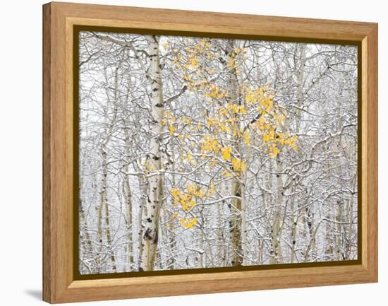 Fall Birch-Andrew Geiger-Framed Premier Image Canvas