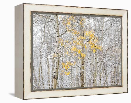 Fall Birch-Andrew Geiger-Framed Premier Image Canvas