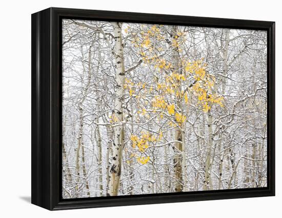 Fall Birch-Andrew Geiger-Framed Premier Image Canvas