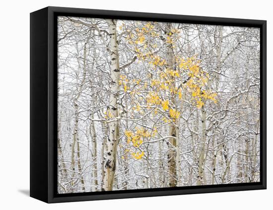 Fall Birch-Andrew Geiger-Framed Premier Image Canvas