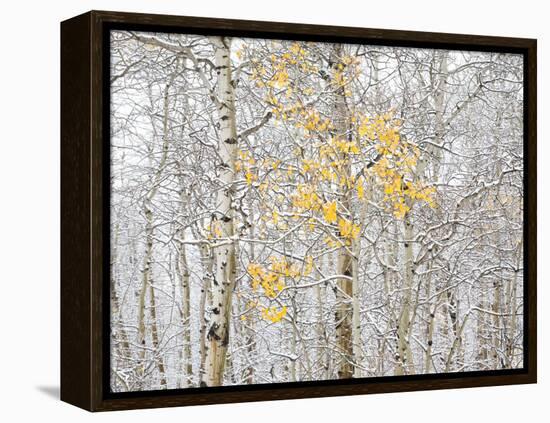 Fall Birch-Andrew Geiger-Framed Premier Image Canvas