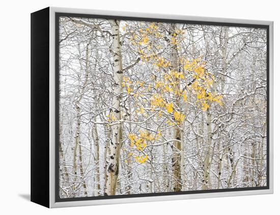 Fall Birch-Andrew Geiger-Framed Premier Image Canvas