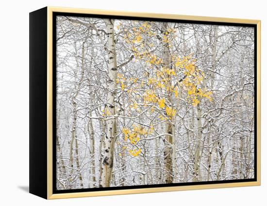 Fall Birch-Andrew Geiger-Framed Premier Image Canvas