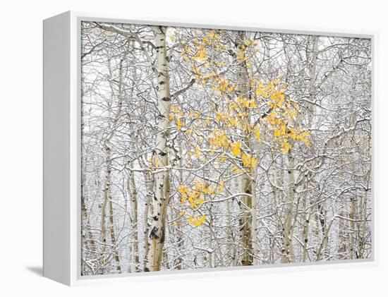 Fall Birch-Andrew Geiger-Framed Premier Image Canvas