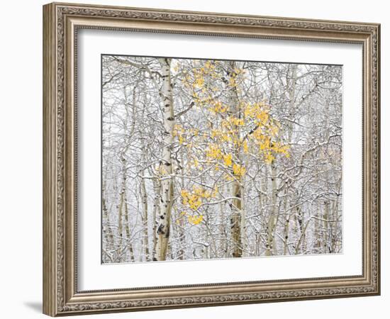 Fall Birch-Andrew Geiger-Framed Photographic Print