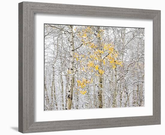 Fall Birch-Andrew Geiger-Framed Photographic Print