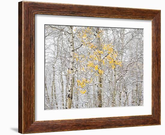 Fall Birch-Andrew Geiger-Framed Photographic Print