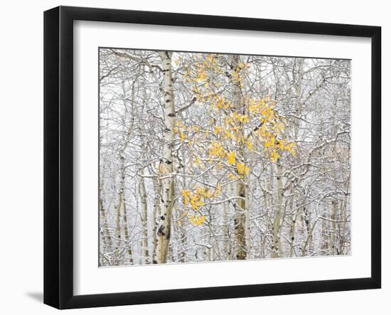 Fall Birch-Andrew Geiger-Framed Photographic Print