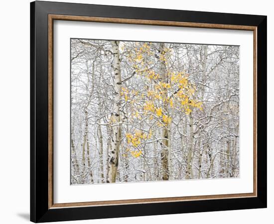 Fall Birch-Andrew Geiger-Framed Photographic Print