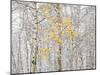 Fall Birch-Andrew Geiger-Mounted Photographic Print