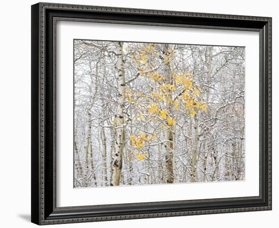 Fall Birch-Andrew Geiger-Framed Photographic Print