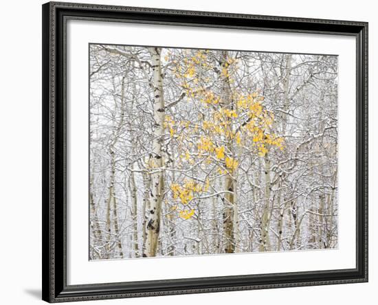 Fall Birch-Andrew Geiger-Framed Photographic Print