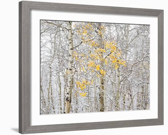 Fall Birch-Andrew Geiger-Framed Photographic Print