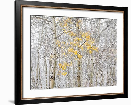 Fall Birch-Andrew Geiger-Framed Photographic Print