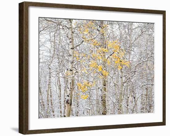 Fall Birch-Andrew Geiger-Framed Photographic Print