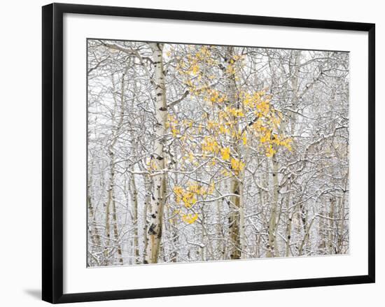 Fall Birch-Andrew Geiger-Framed Photographic Print