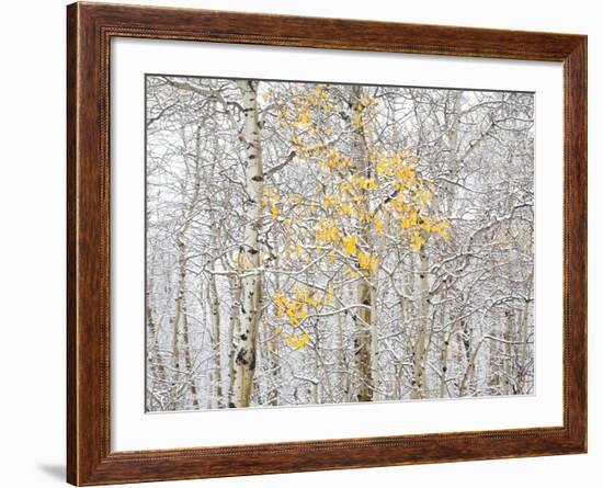 Fall Birch-Andrew Geiger-Framed Photographic Print