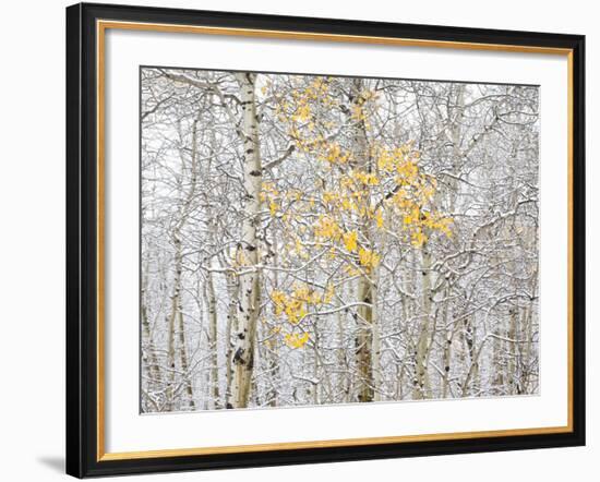 Fall Birch-Andrew Geiger-Framed Photographic Print