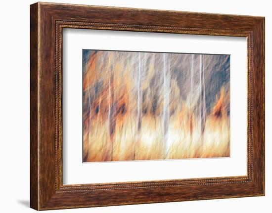 Fall Birches 3-Ursula Abresch-Framed Photographic Print